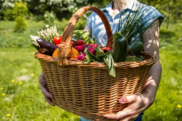 thumb basket with vegetables in the hands of a female farmer 5af47c9977e1e